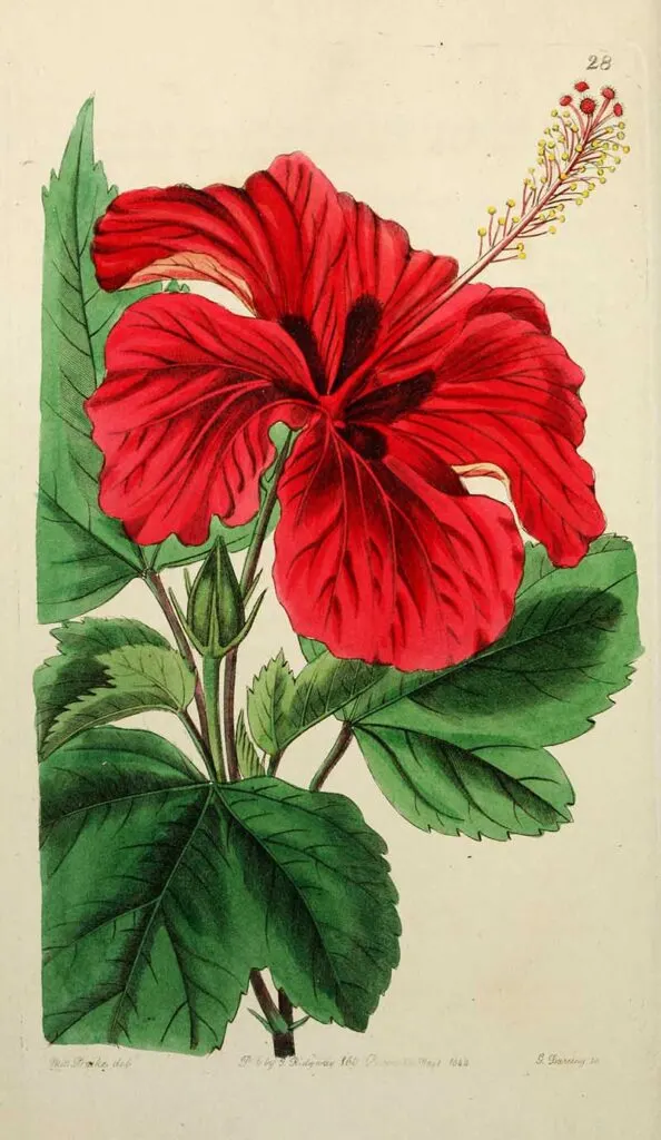 Hibiscus flower drawing from Edwards Botanical Register