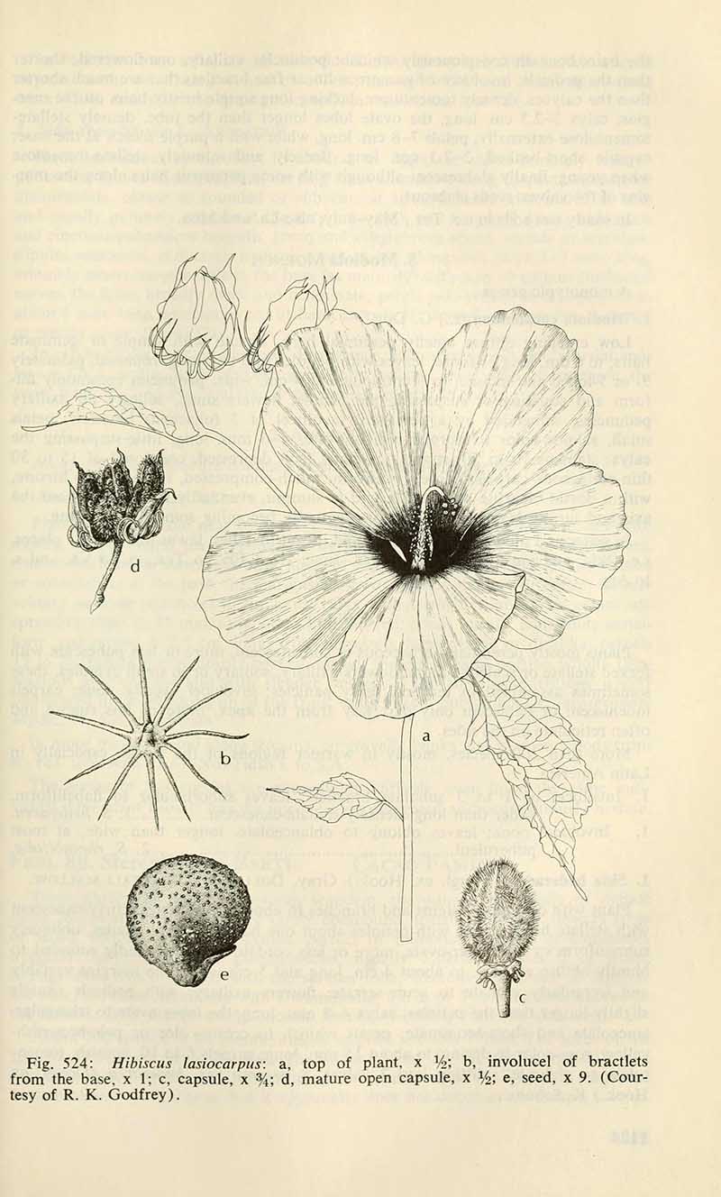 Hairy-Fruited-Hibiscus