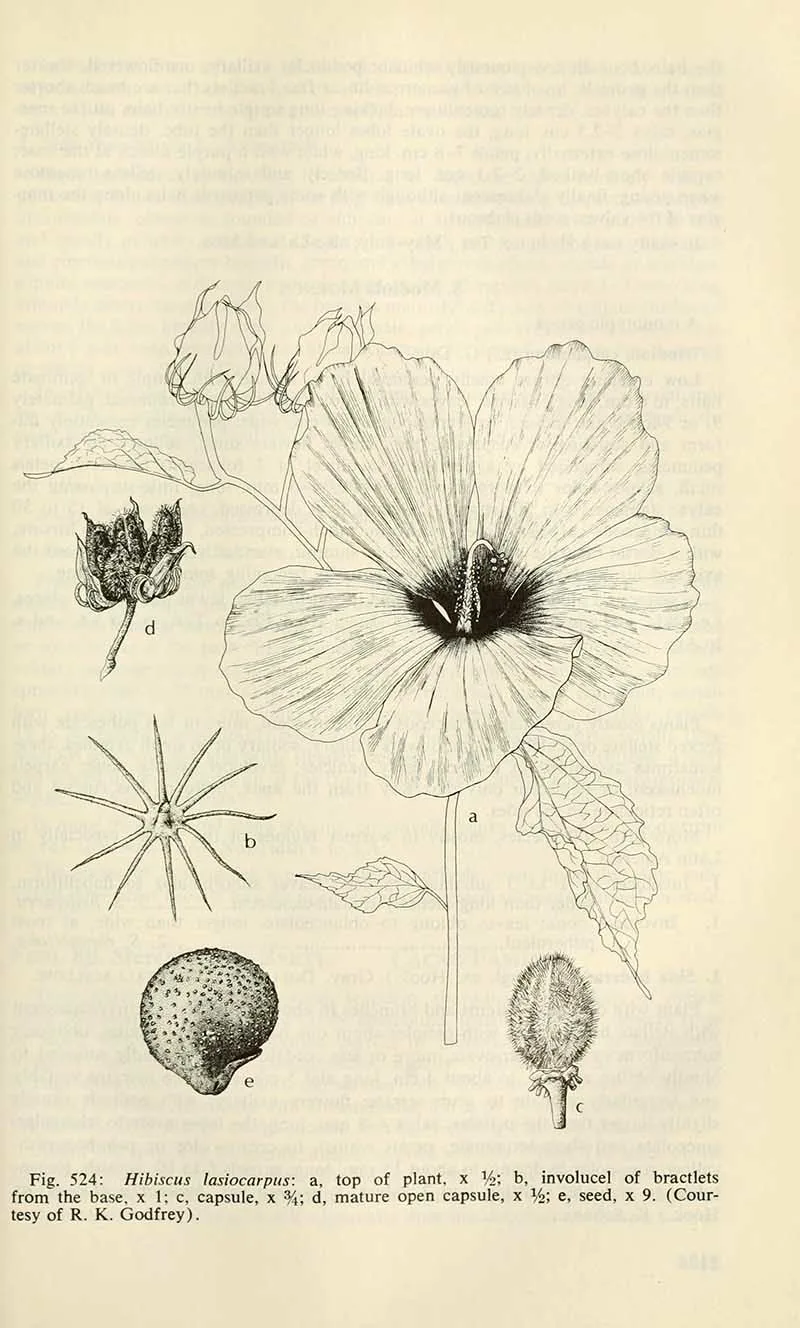 Hairy-Fruited-Hibiscus