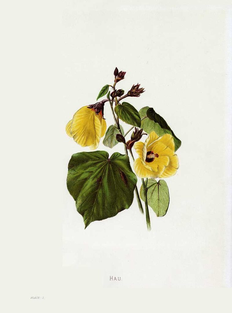 Yellow Hawaiian Hibiscus drawing