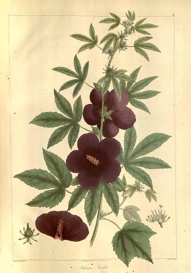 Hibiscus Radiatus