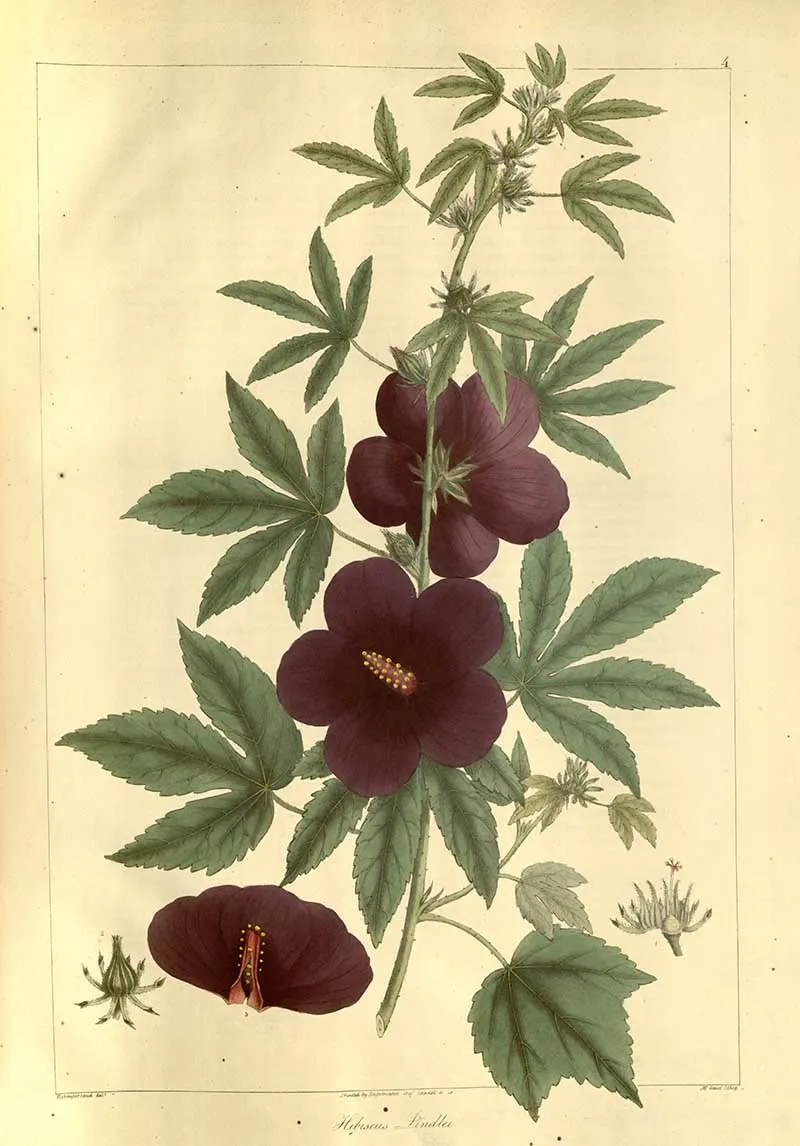 Hibiscus Radiatus
