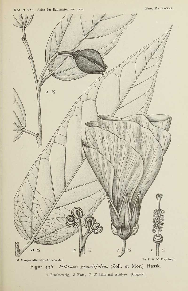 Black and white hibiscus drawing