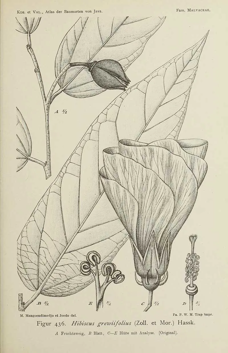 Black and white hibiscus drawing