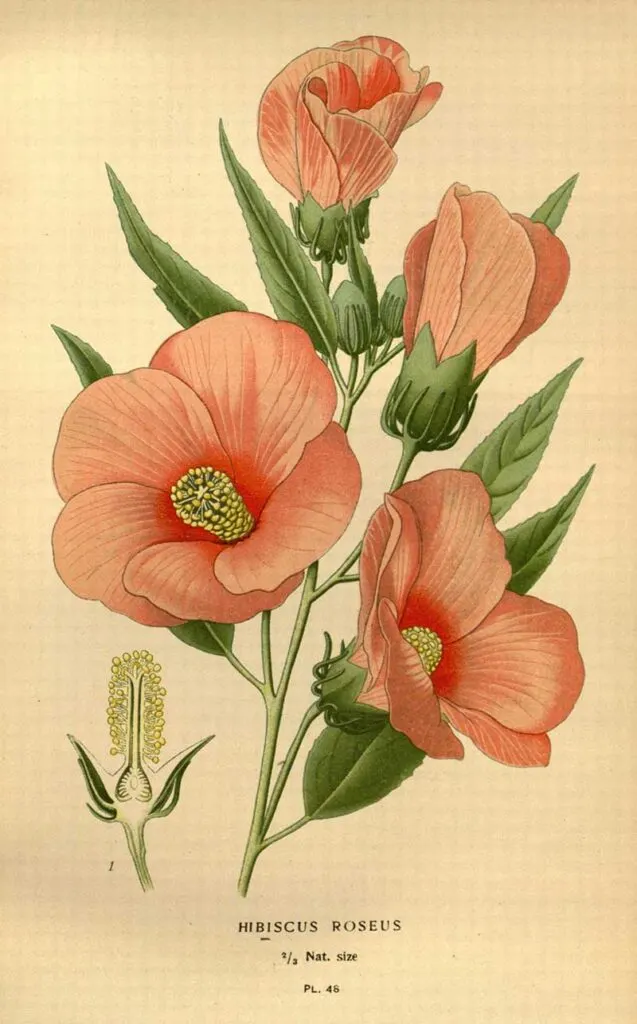 drawing of a chinese rose hibiscus flower