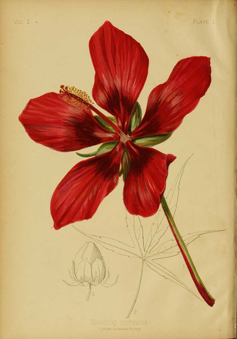 Scarlet rosemallow Thomas Meehan