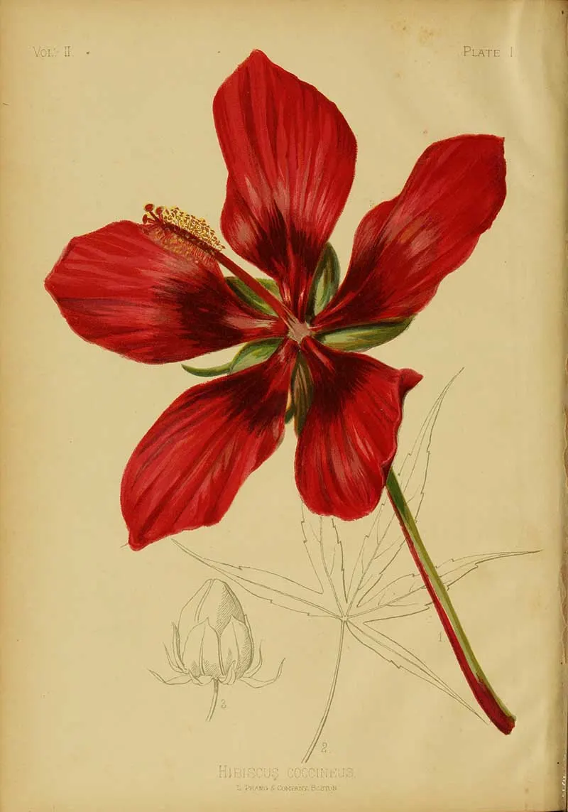 Scarlet rosemallow Thomas Meehan