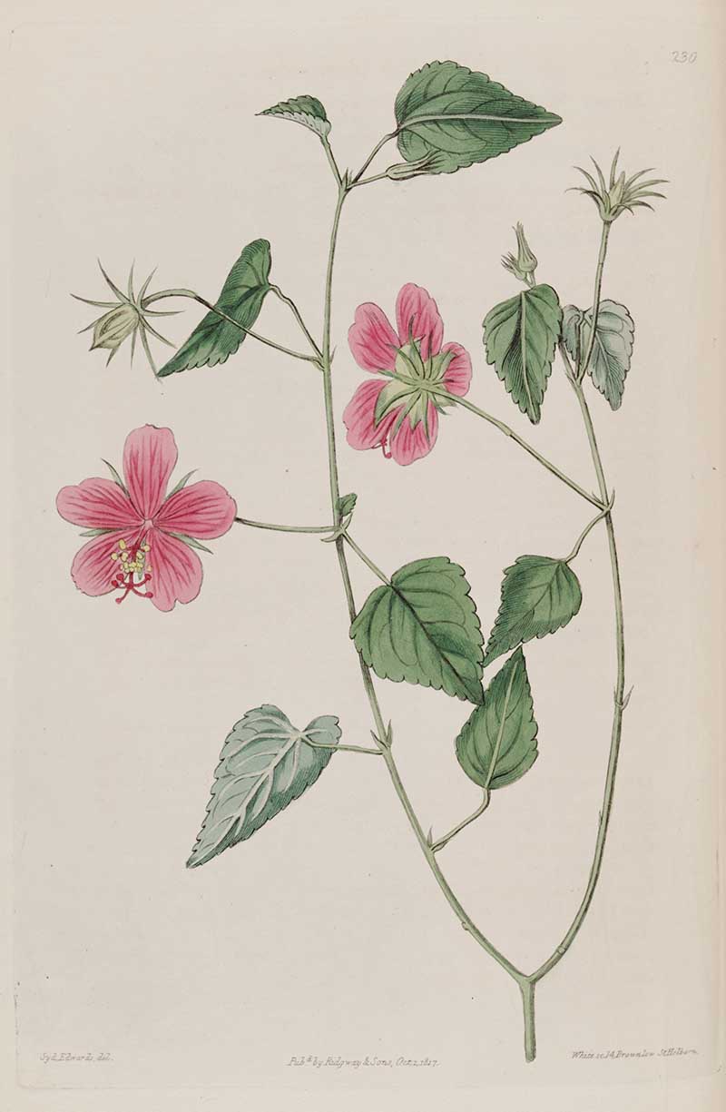 Brazilian Rosemallow