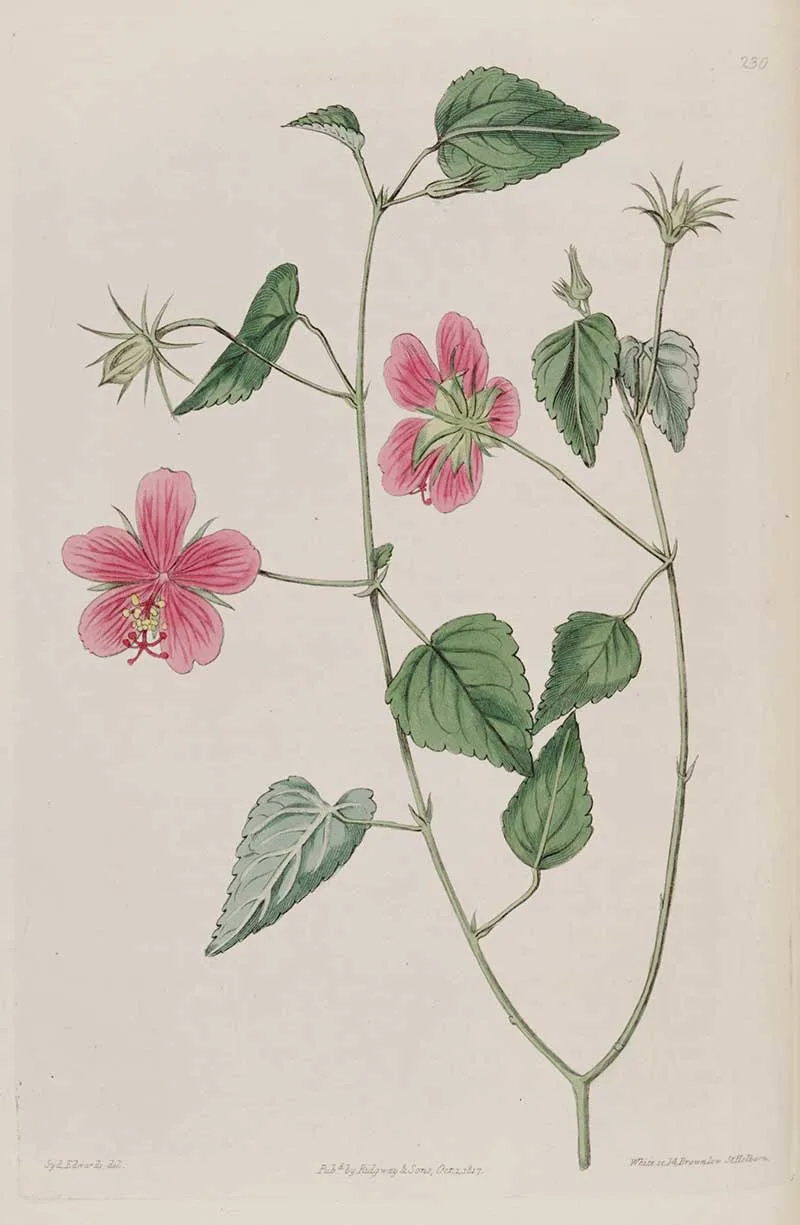 Brazilian Rosemallow
