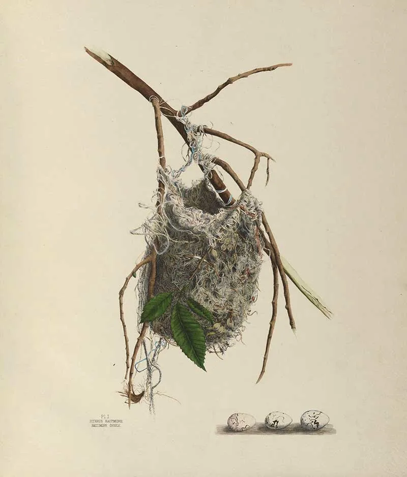 Baltimore Orioile Birds Nest illustration and eggs