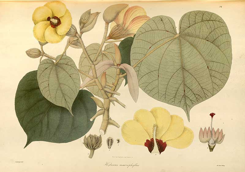 Largeleaf rosemallow hibiscus 1830