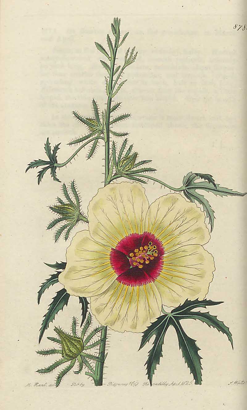 One toothed Hibiscus edwards Botanical