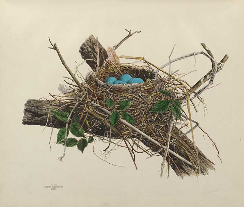 American Robin nest