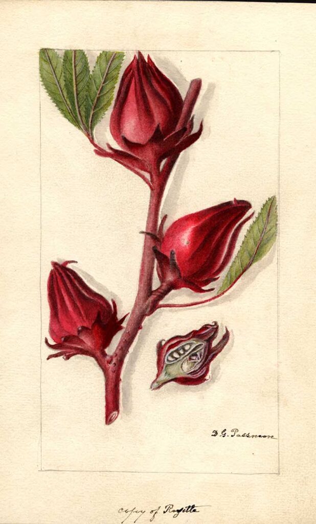 Hibiscus fruit of the Rosella plant