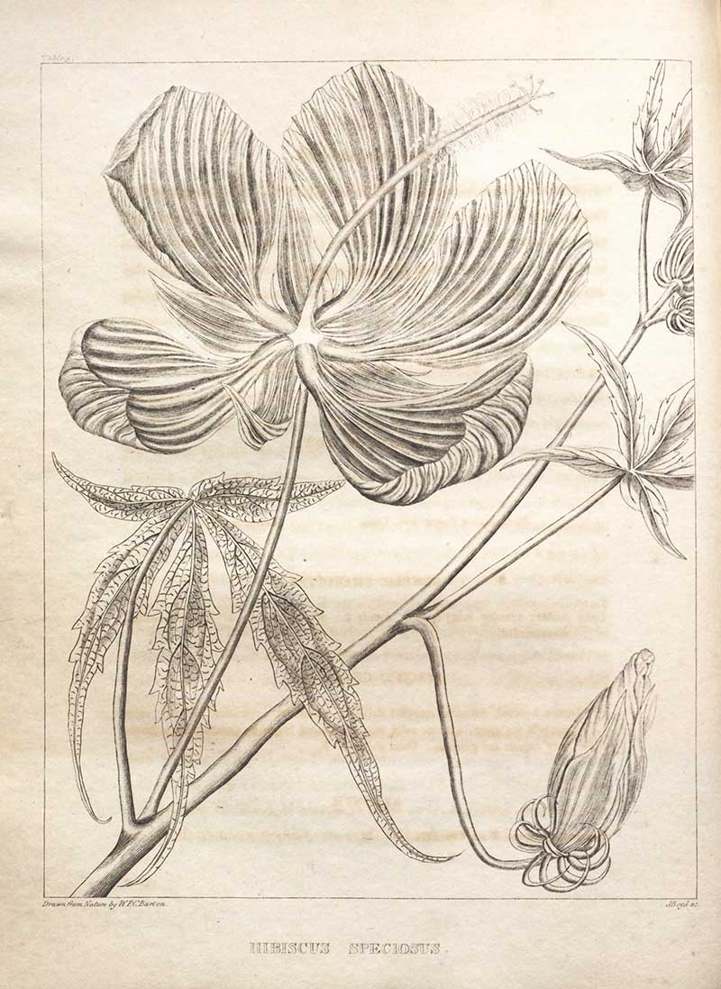 Scarlet Rosemallow Black and White Drawing