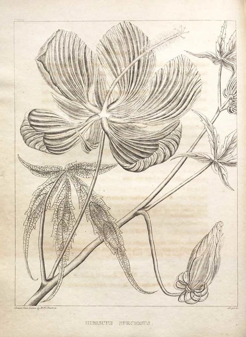 Scarlet Rosemallow Black and White Drawing