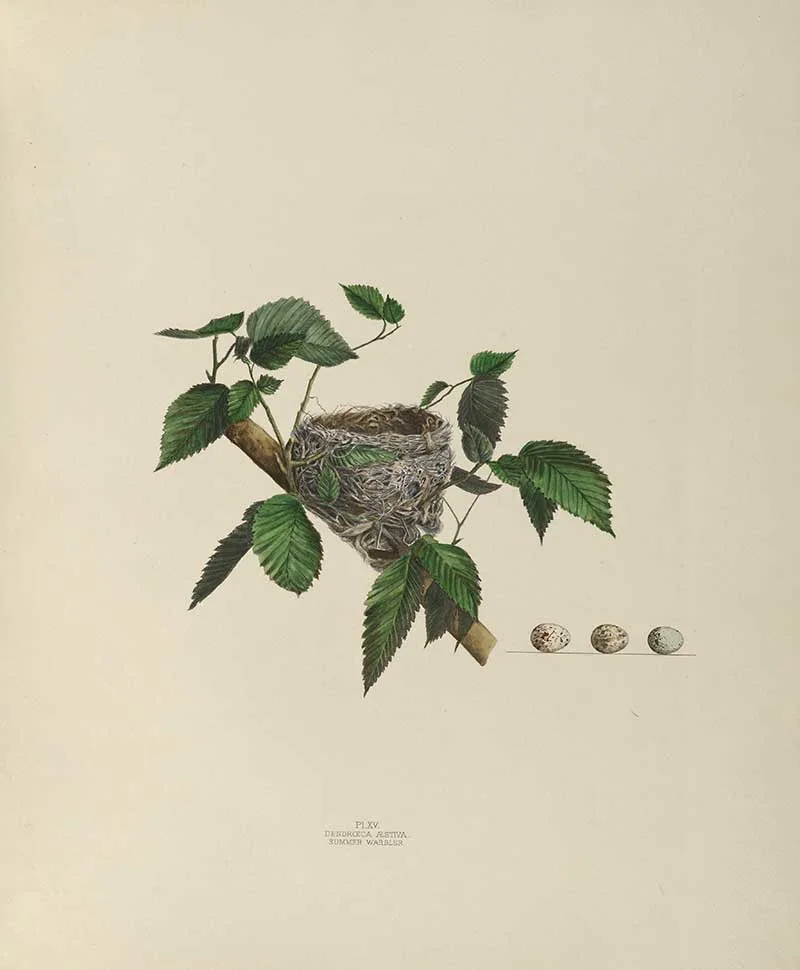 summer warbler nest illustration