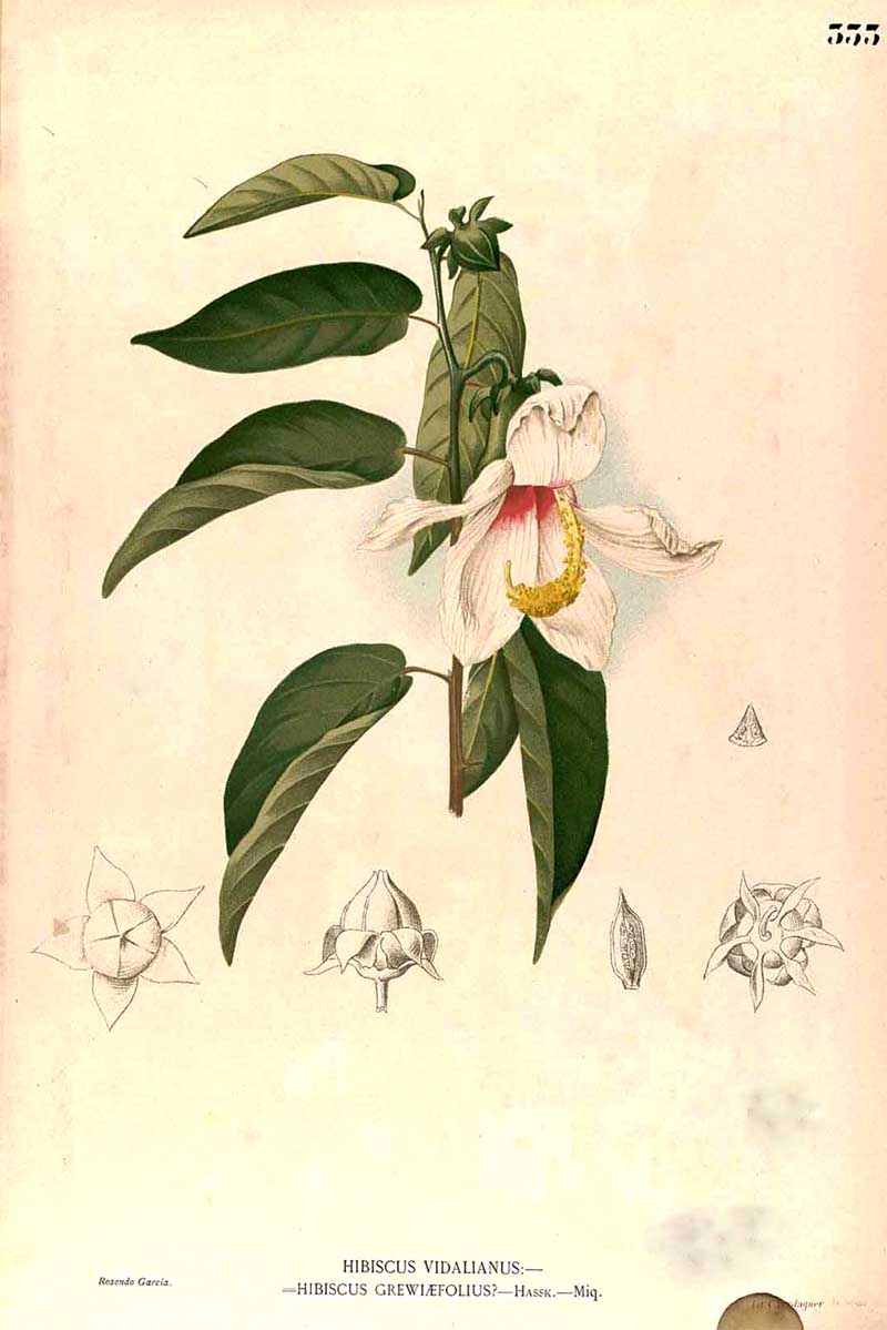 tropical hibiscus drawing