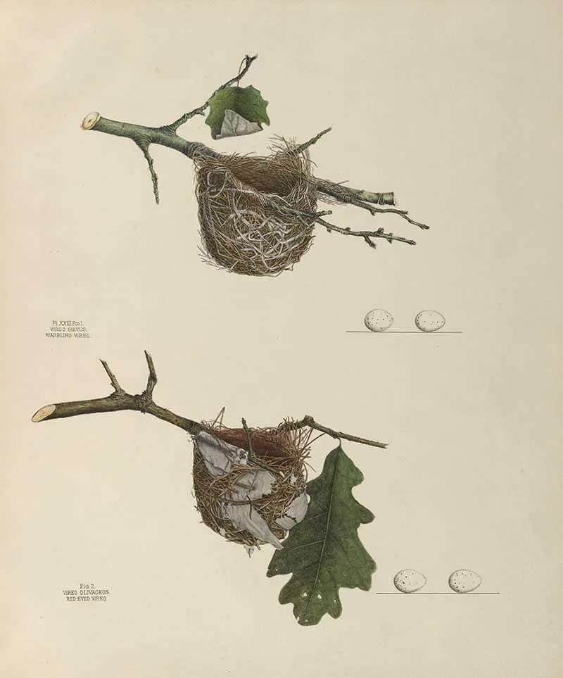 Vireo birds nest illustrations