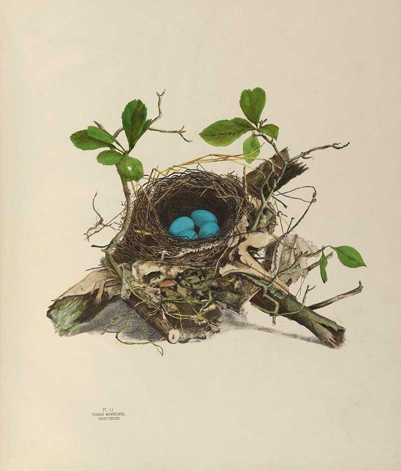 Wood Thrush Birds Nest and Eggs