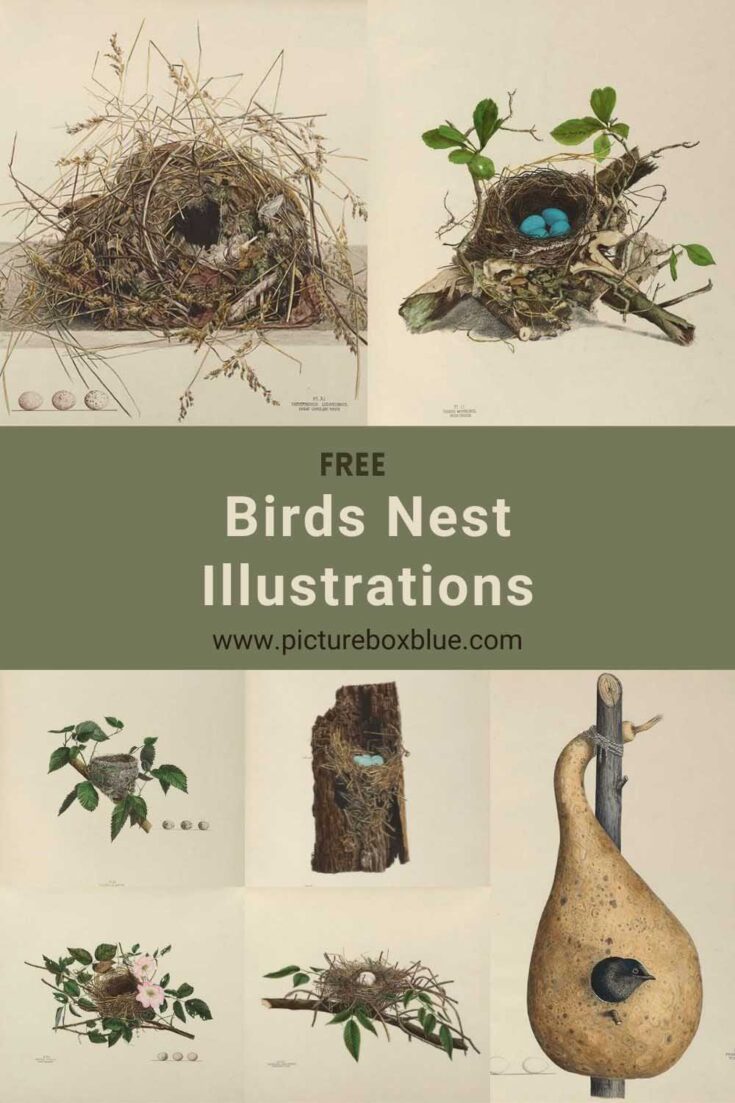 Genevieve Jones birds nest and egg illustrations