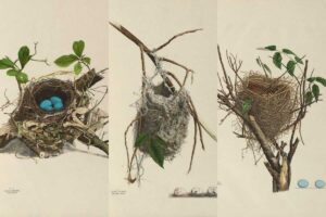 vintage birds nest illustrations