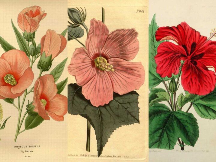 botanical hibiscus prints