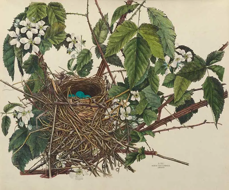 Catbird birds nest illustrations