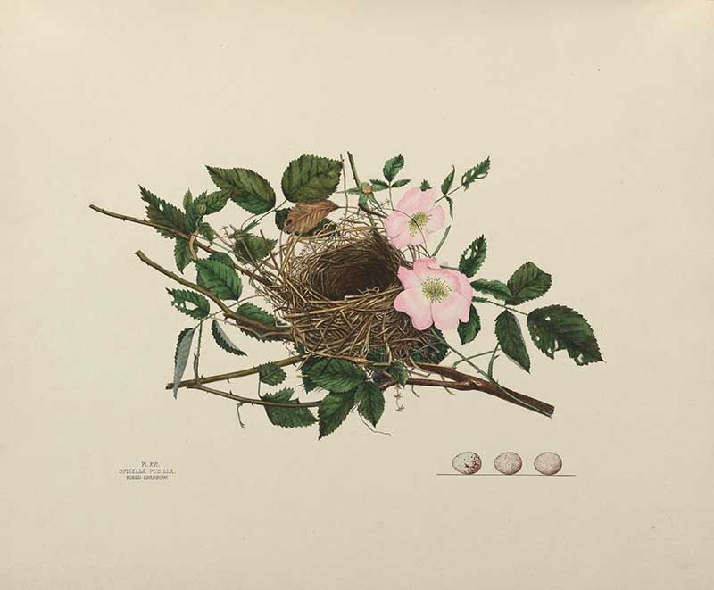 Field Sparrow Birds nest illustrations