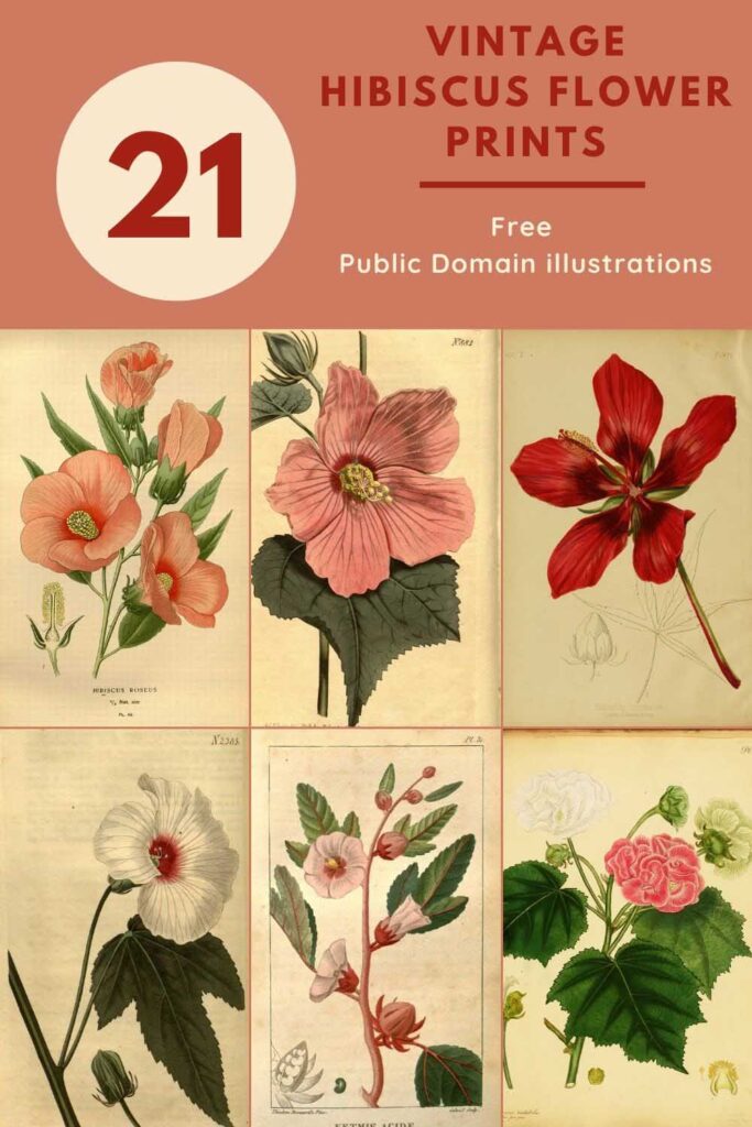 vintage hibiscus flower drawings and prints