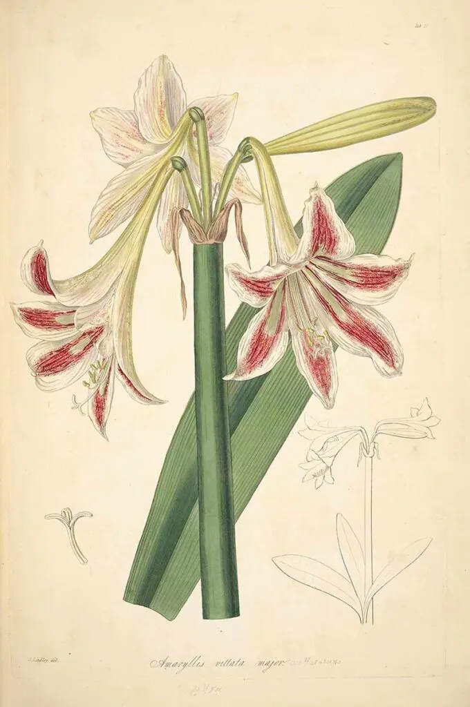 Knight Stars Lily tropical botanical illustration