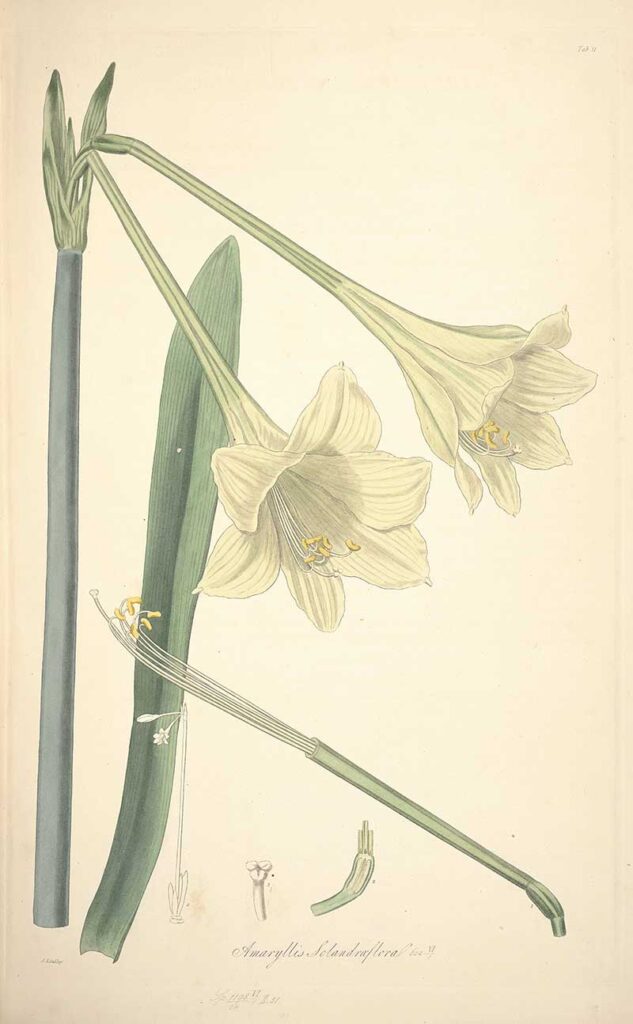 Amaryllis solandraeflora