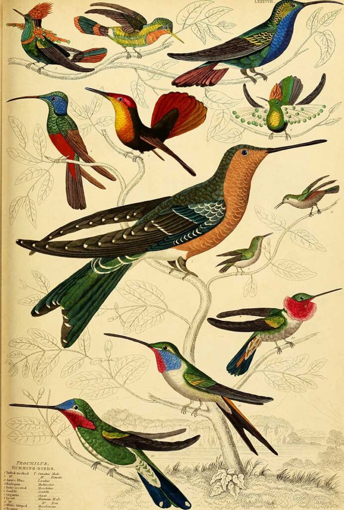 Assorted hummingbirds