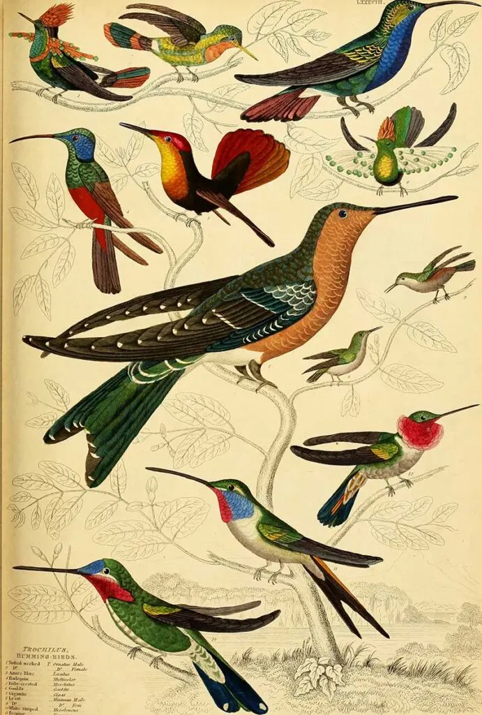 Assorted hummingbirds