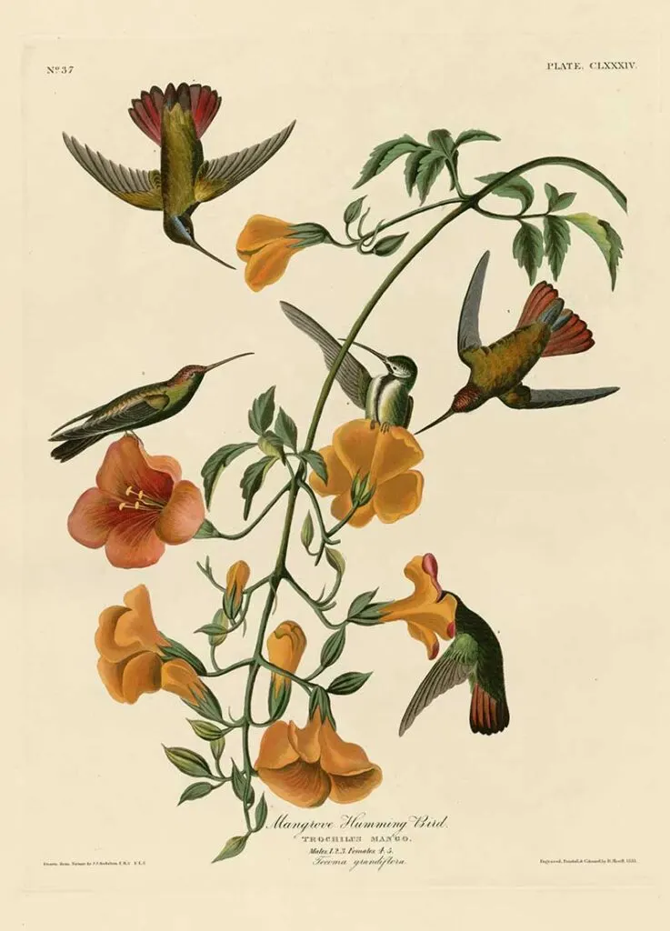 Mangrove hummingbird vintage print