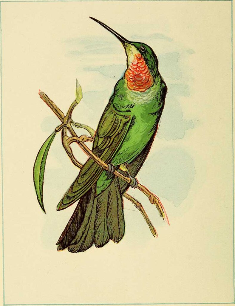 vintage hummingbird prints