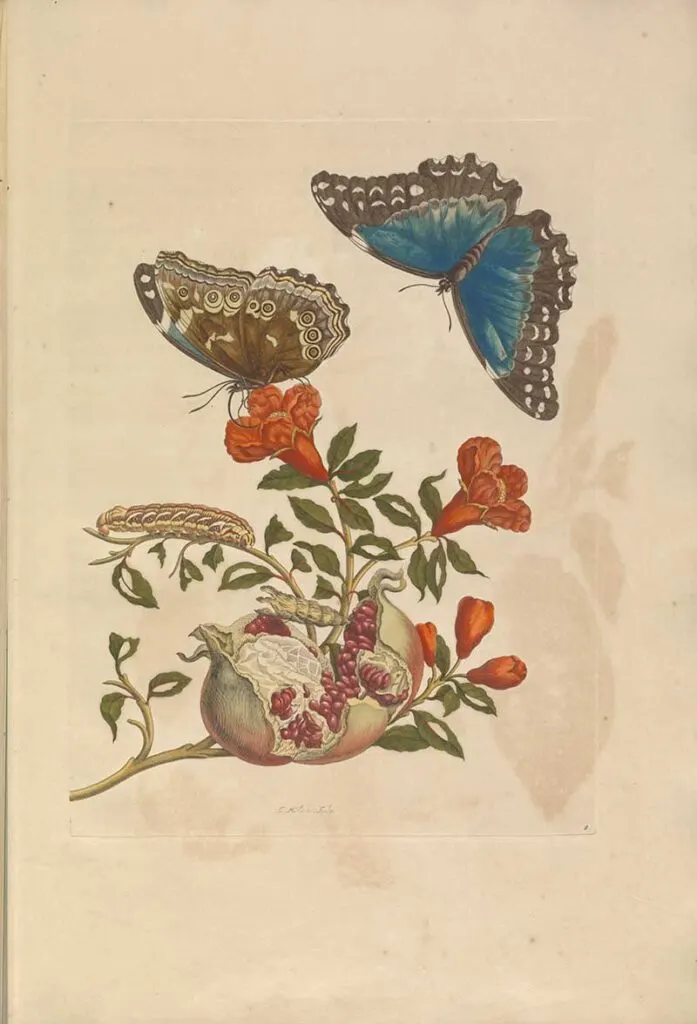 Pomegranate and Butterflies
