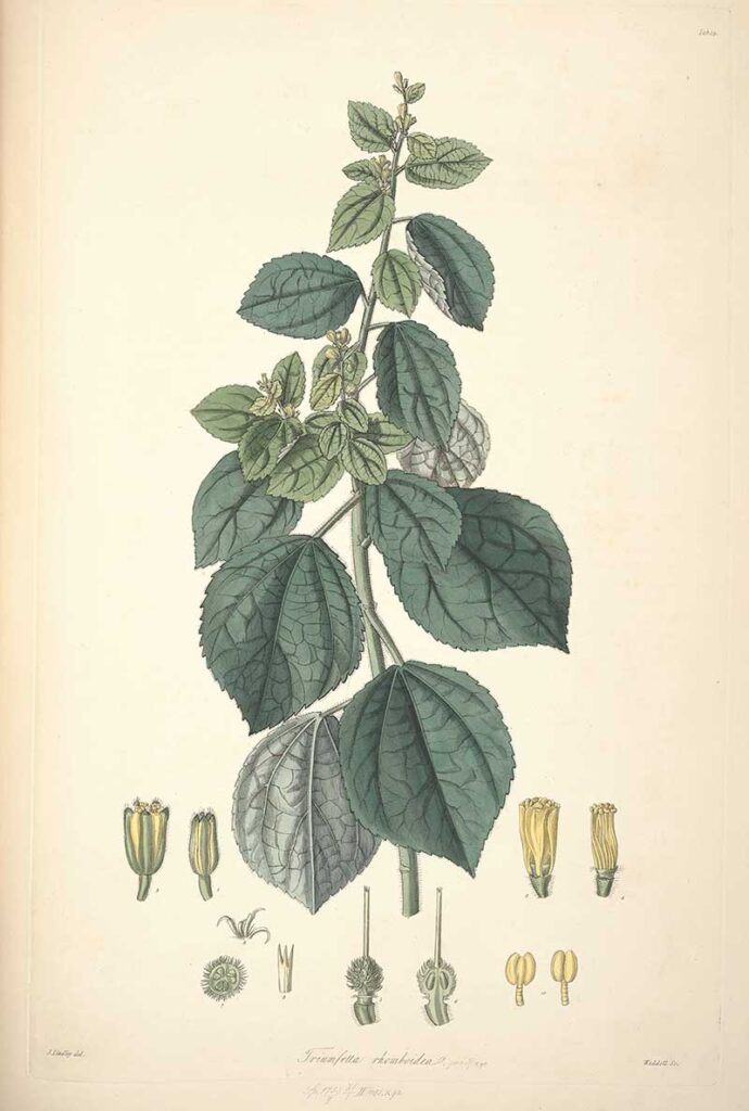 Chinese-Bur-tropical-botanical-illustration