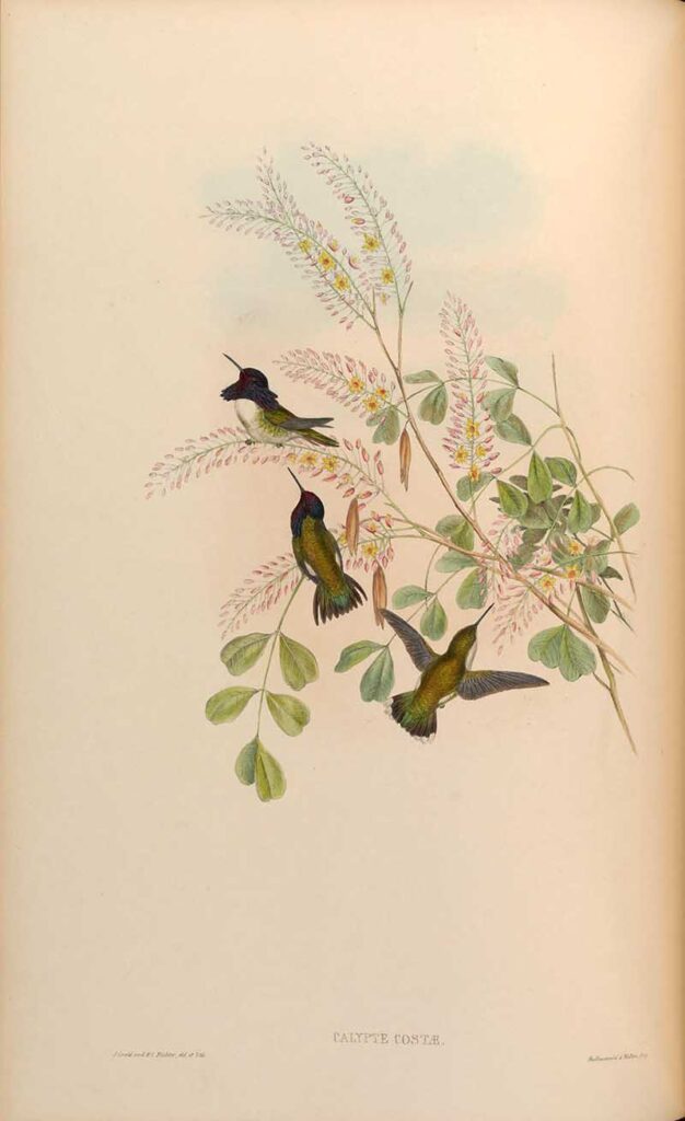 Costa's vintage hummingbird prints
