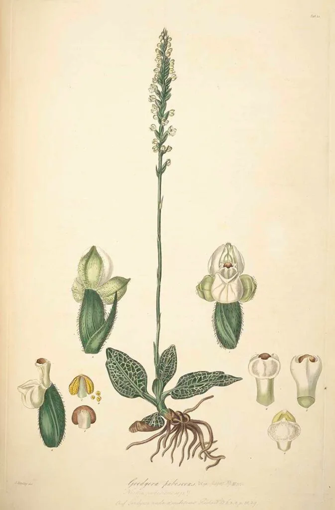 Goodyera Pubescens botanical illustration
