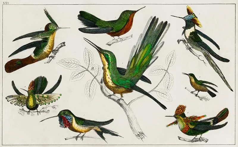 Various hummingbird illustrations