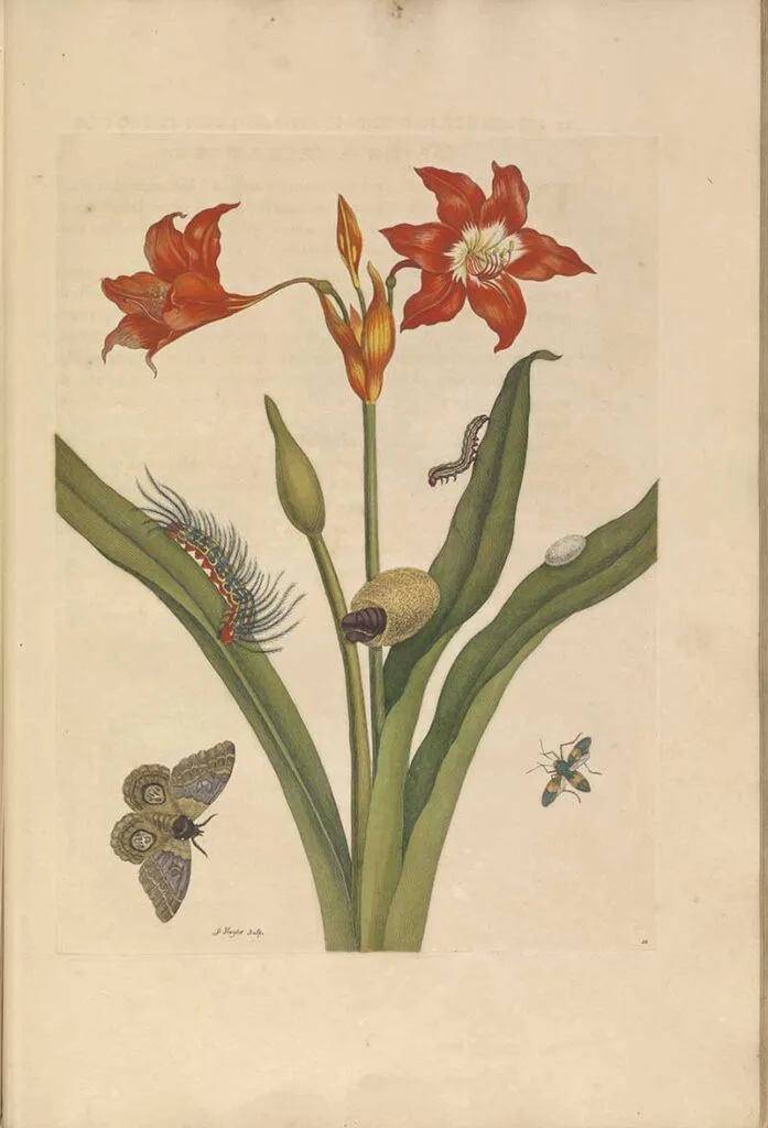 Insect metamorphosis red lilies