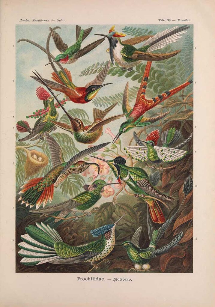 Haeckel Trochilidae Hummingbirds