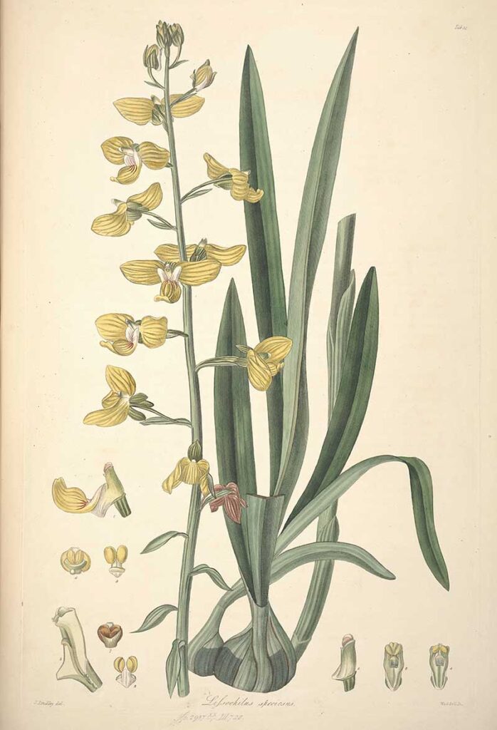 Lissochilus_speciosus orchid
