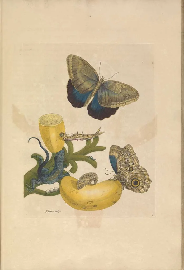 Lizard butterflies bananas