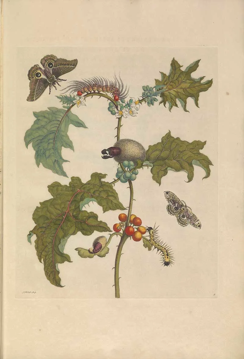 Maria Sibylla Merian Prints Maccai Thistle and caterpillars
