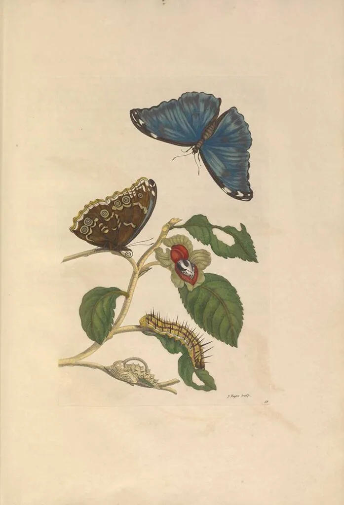 Medlar Tree Blue butterfly