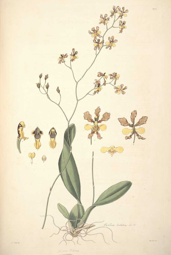 Oncidium Barbatum orchid botanical illustration