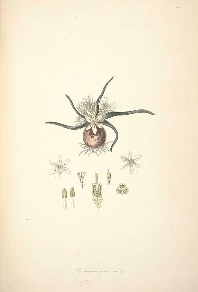 Ornithogalum fimbriatum