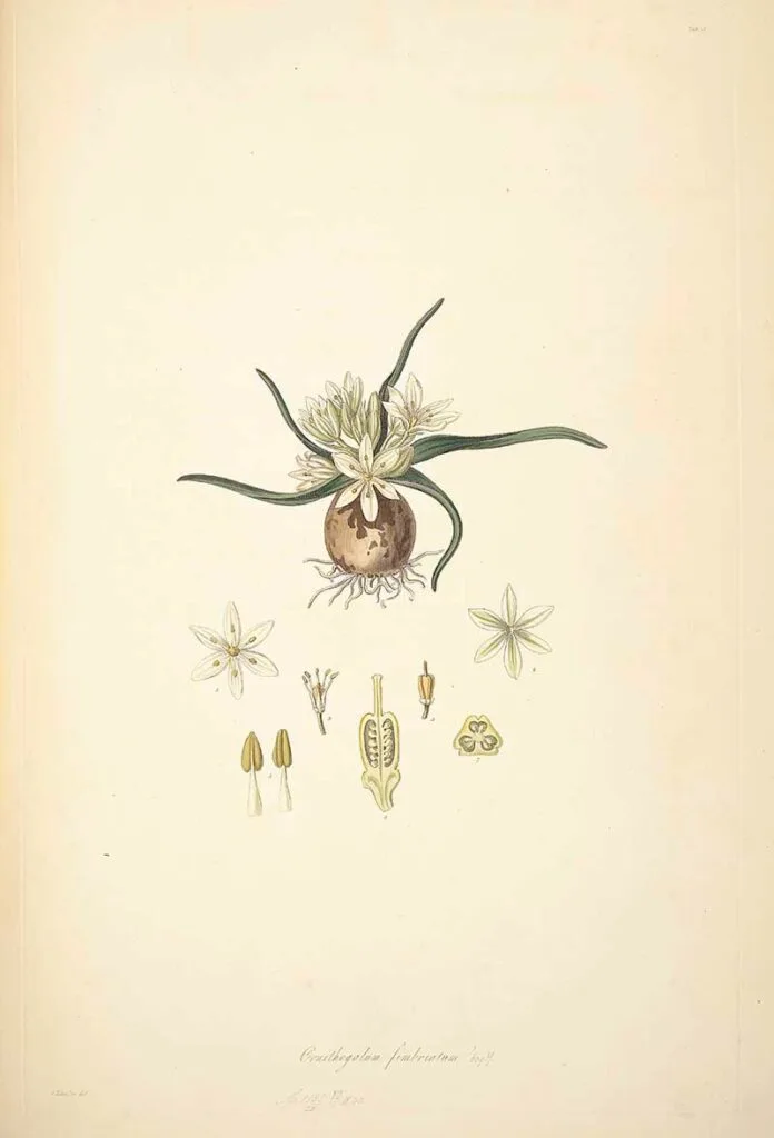 Ornithogalum fimbriatum